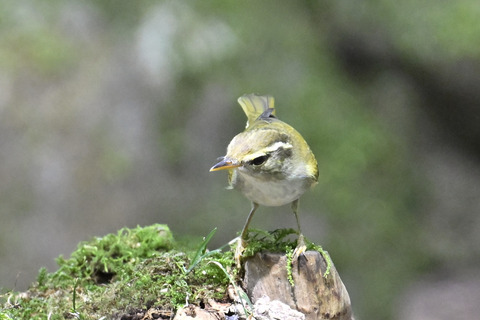 センダイムシクイ2294