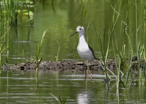 セイタカシギ8933