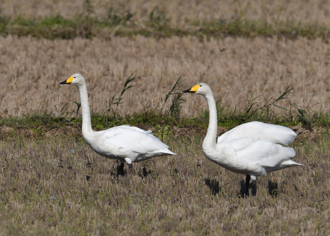 オオハクチョウ4378