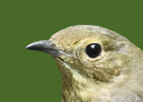 オオルリ♀1000