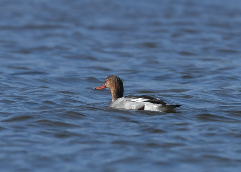 ウミアイサ♀2900
