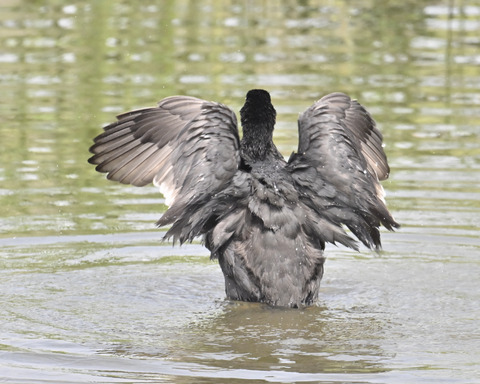 オオバンの水浴び7407