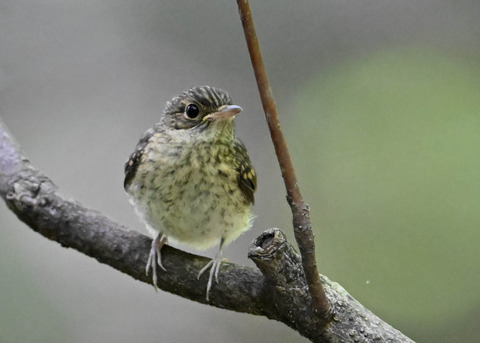 キビタキ幼鳥2635
