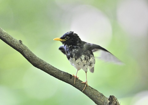 クロツグミ♂0325