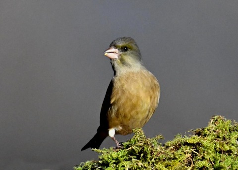 オオカワラヒワ7264