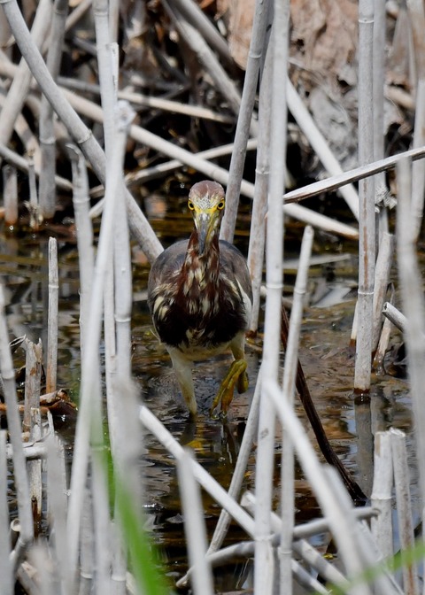 アカガシラサギ1207