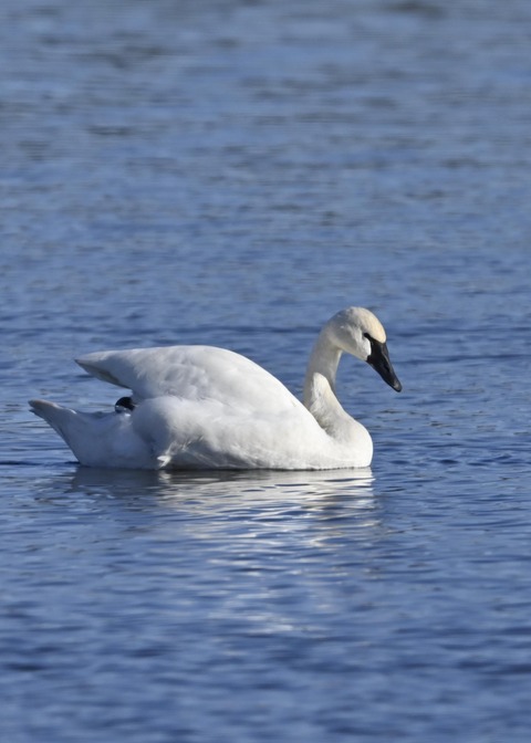 アメリカコハクチョウ8737