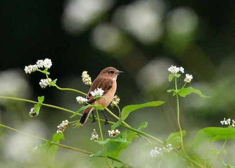 ノビタキ♀3143