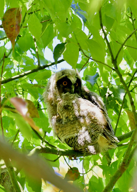 トラフズクのヒナ③9237