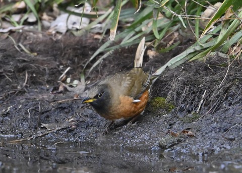 オオアカハラ5286