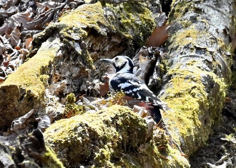 オオアカゲラ♀7535