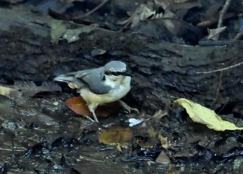 ゴジュウカラ4041