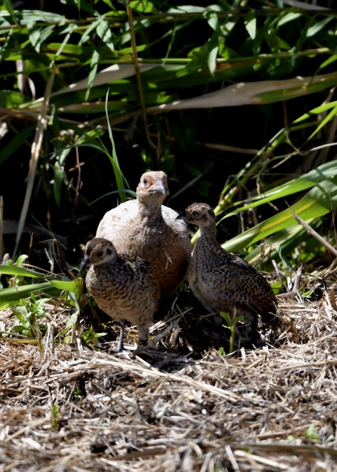 キジの親子4655○