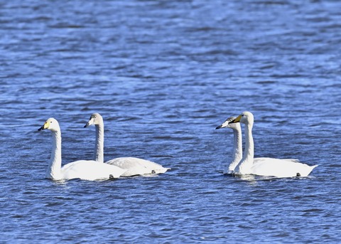 オオハクチョウ幼鳥2059