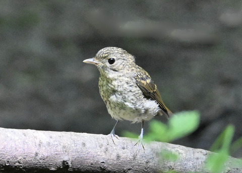 キビタキ幼鳥4479