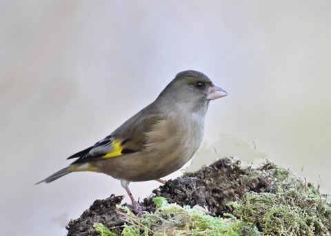 オオカワラヒワ7878