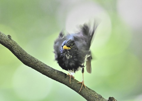 クロツグミ♂0350