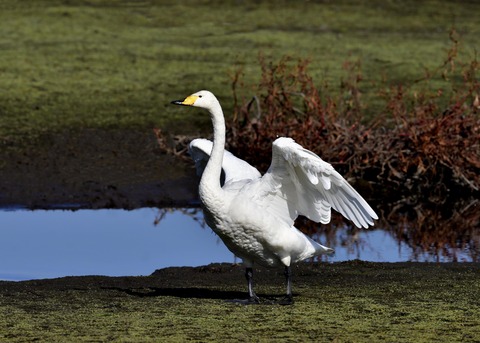 オオハクチョウ7977