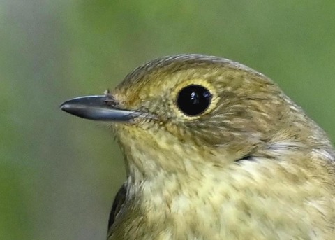 キビタキ♀7983