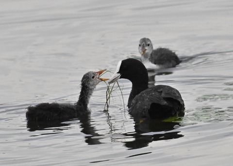 オオバン親子8557