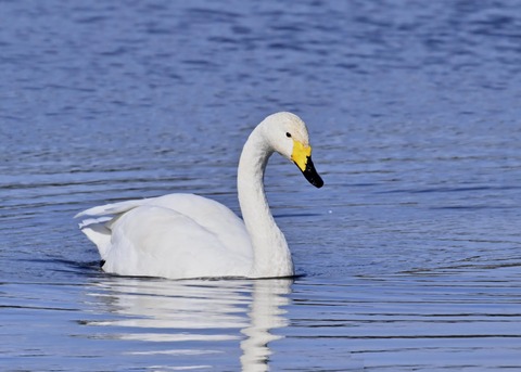 オオハクチョウ3147