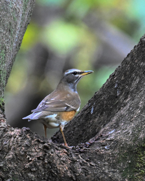 マミチャジナイ1064
