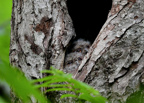 オオコノハズクのヒナ0109