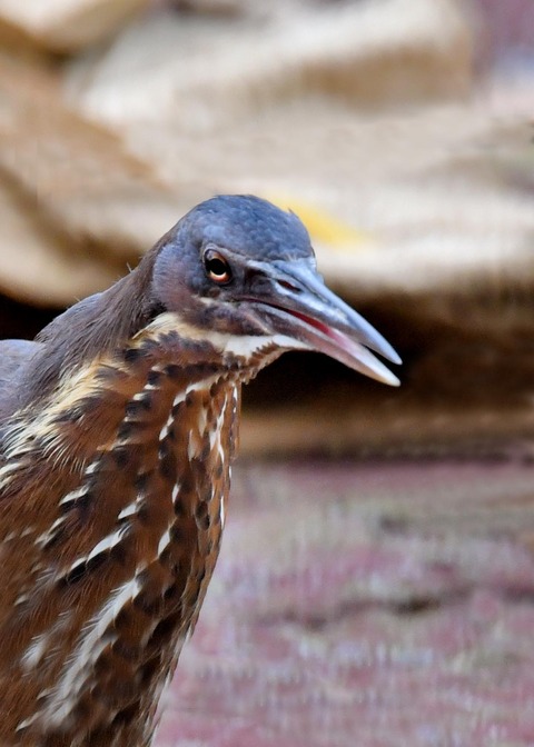 タカサゴクロサギ9837○ - コピー