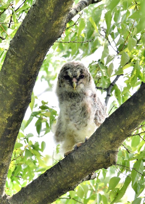 フクロウのヒナ②4032