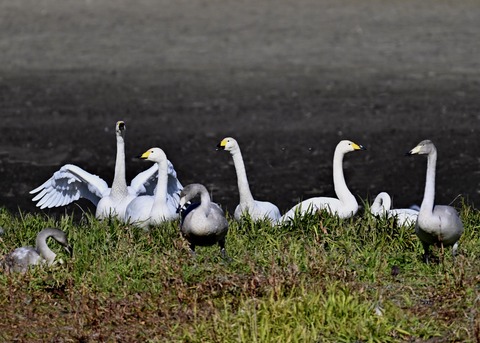 オオハクチョウ5038