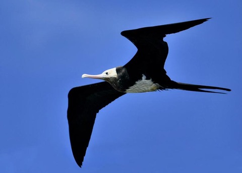 オオグンカンドリ0596