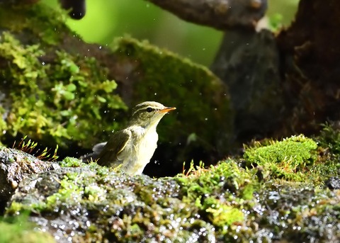 メボソムシクイ0708