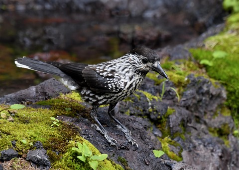 ホシガラス幼鳥3484