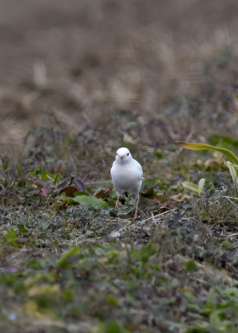 白化・ハクセキレイ8178