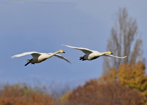 オオハクチョウ2176