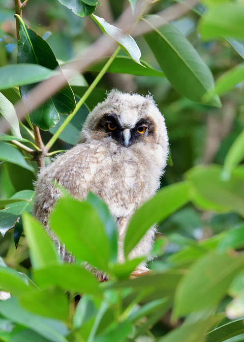 トラフズクのヒナ①8106