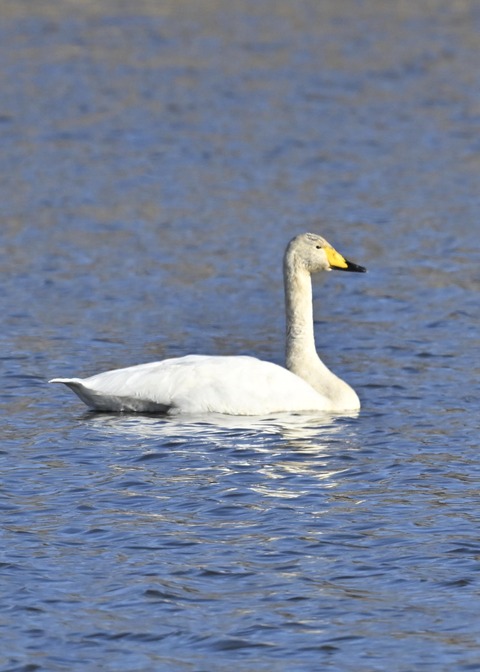 オオハクチョウ3923