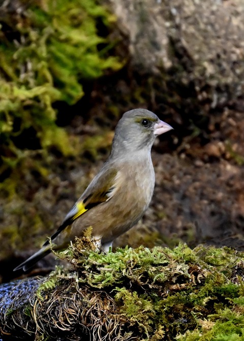 オオカワラヒワ7089