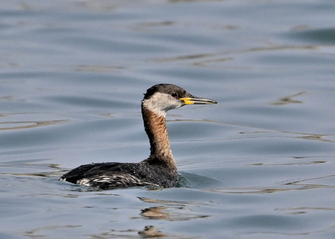 ｱｶｴﾘｶｲﾂﾌﾞﾘ8385
