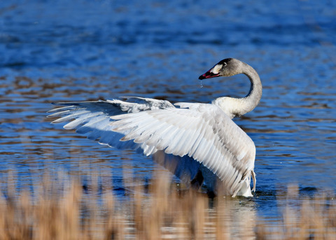 オオハクチョウ8569