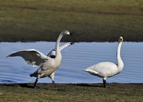 オオハクチョウ親子0787