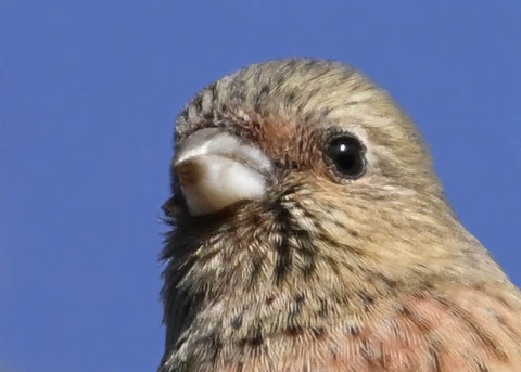 ベニマシコ♀4001