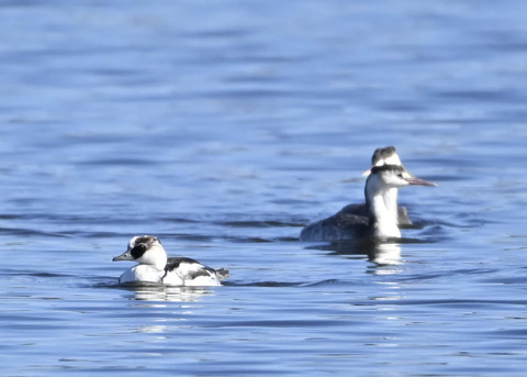 ミコアイサ♂0323
