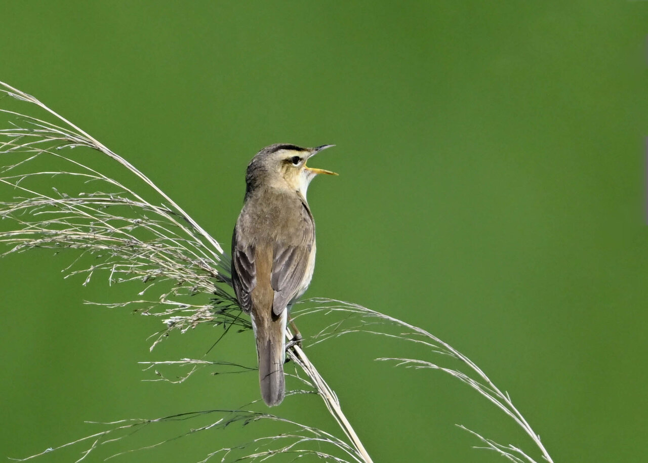 コヨシキリ 野口洪志の野鳥日記