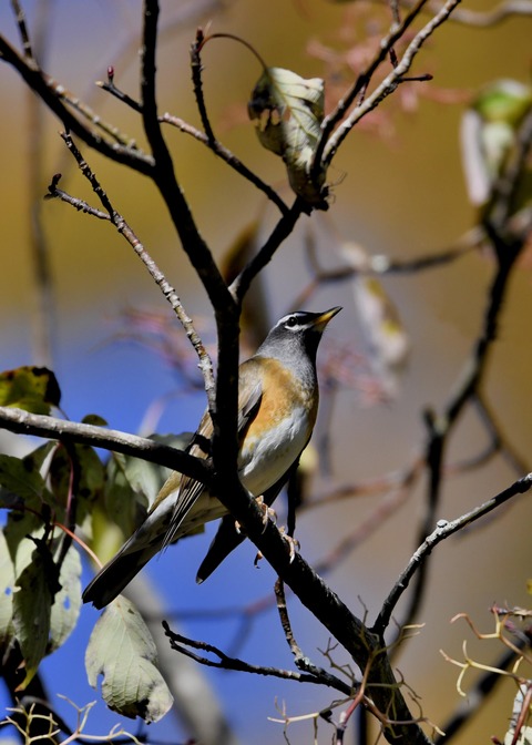 マミチャジナイ2556