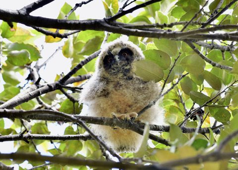 トラフズクのヒナ⑤8178