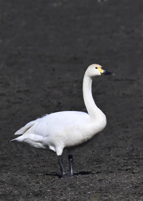 ｱﾒﾘｶｺﾊｸﾁｮｳ5367-02