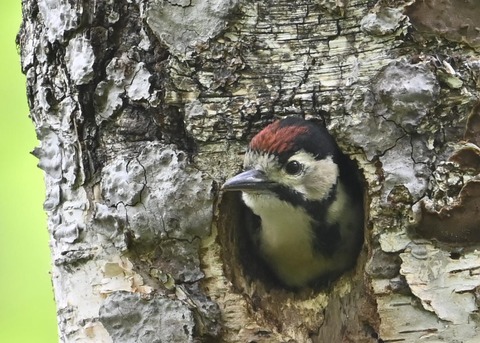 アカゲラのヒナ②4964