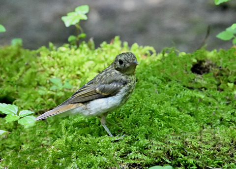 キビタキ幼鳥9016