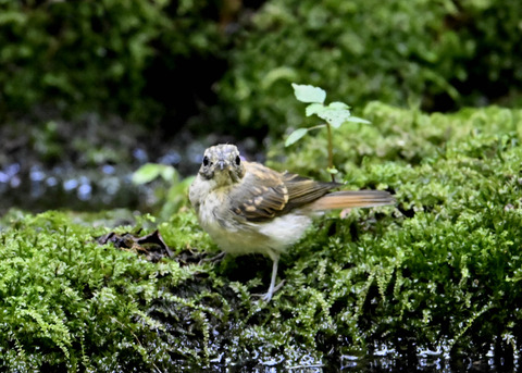 オオルリ♀幼鳥3762